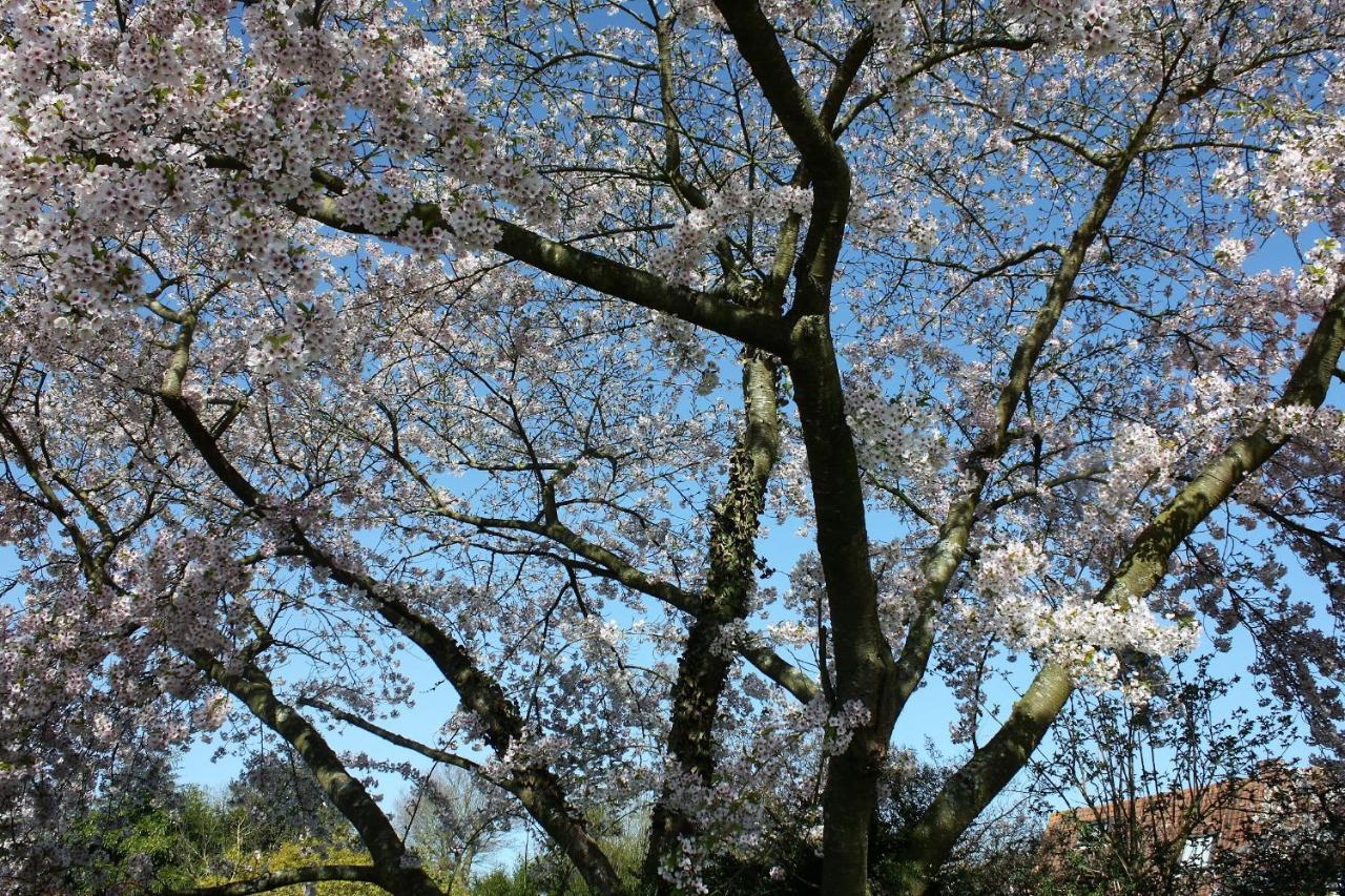 Petite Maison ヴァランジュヴィル・シュル・メール エクステリア 写真